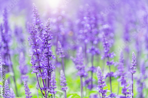 beautiful Lavender flower in garden