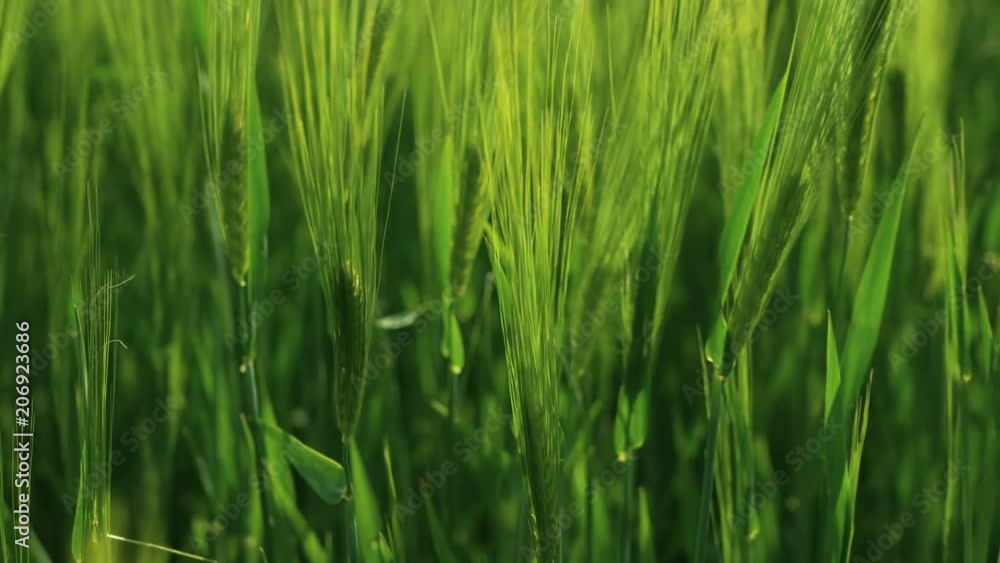 Green wheat stalks blow in the wind. Natural Wheat field. Bueutiful nature wheat field with clouds in sunny day. Green wheat stalks blow in the wind. Natural Wheat field. Bueutiful nature wheat field with clouds in sunny day.