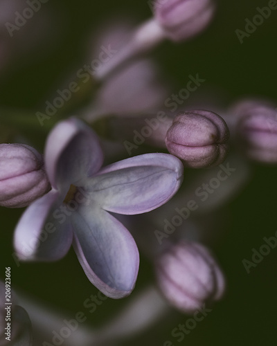 Lilac macro