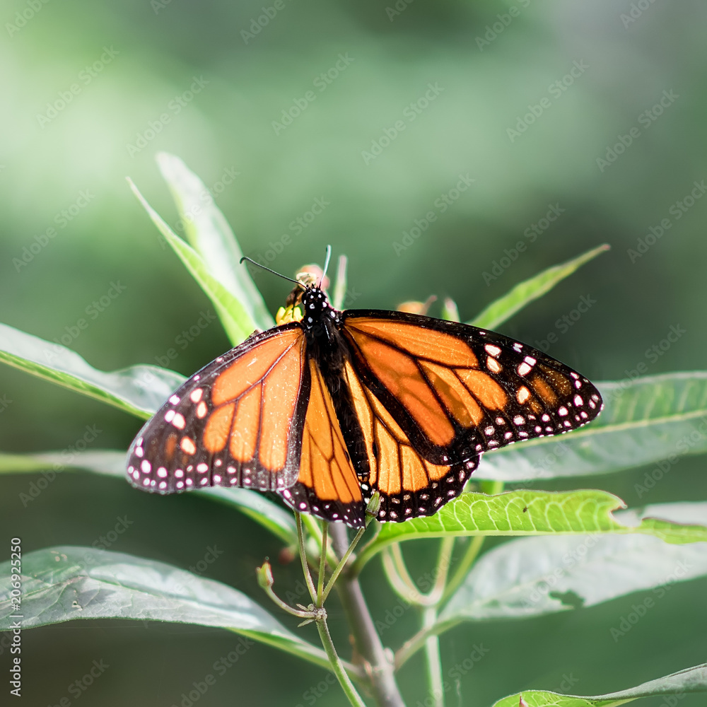 Obraz premium Butterfly