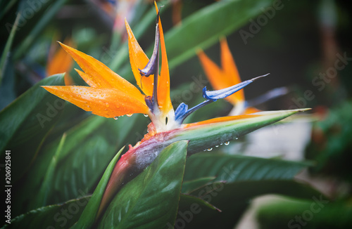 Beautiful Heliconia flower on moody tone,
