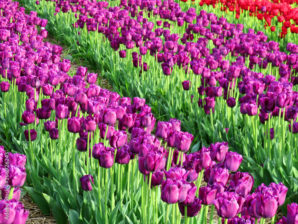 Rows of purple tulips in a field in spring
