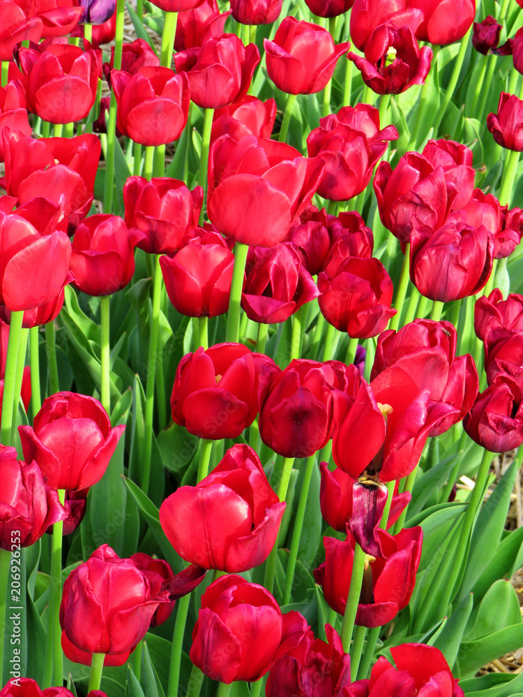 Lots of bright red tulips in a field