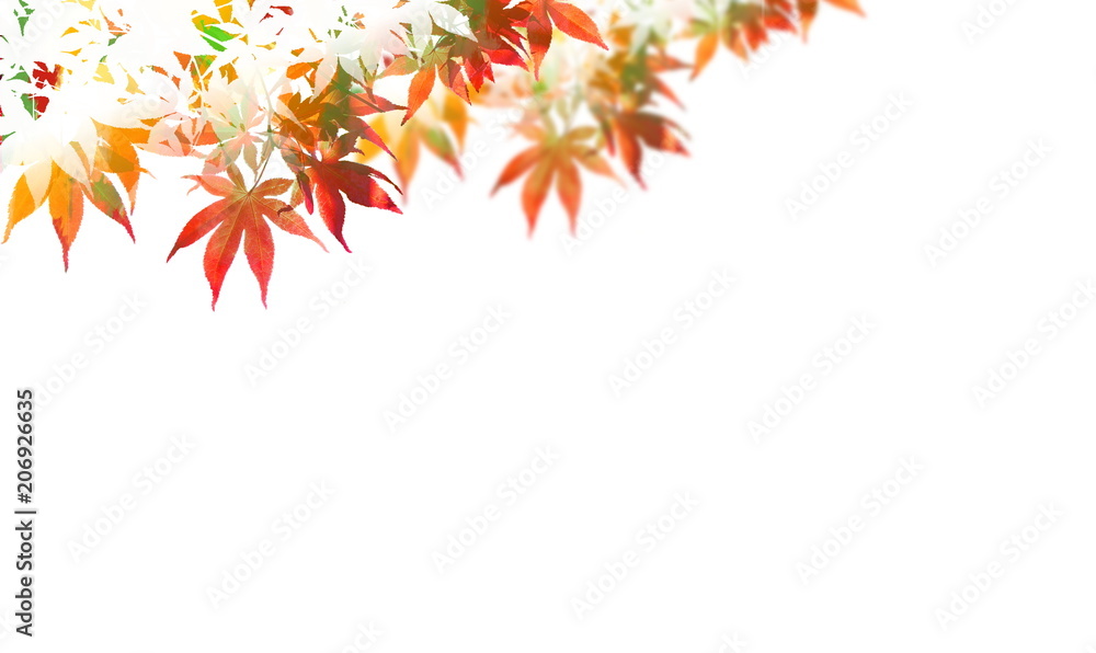 秋のカラフルな紅葉風景(背景画)
秋のカラフルな紅葉風景(背景画)