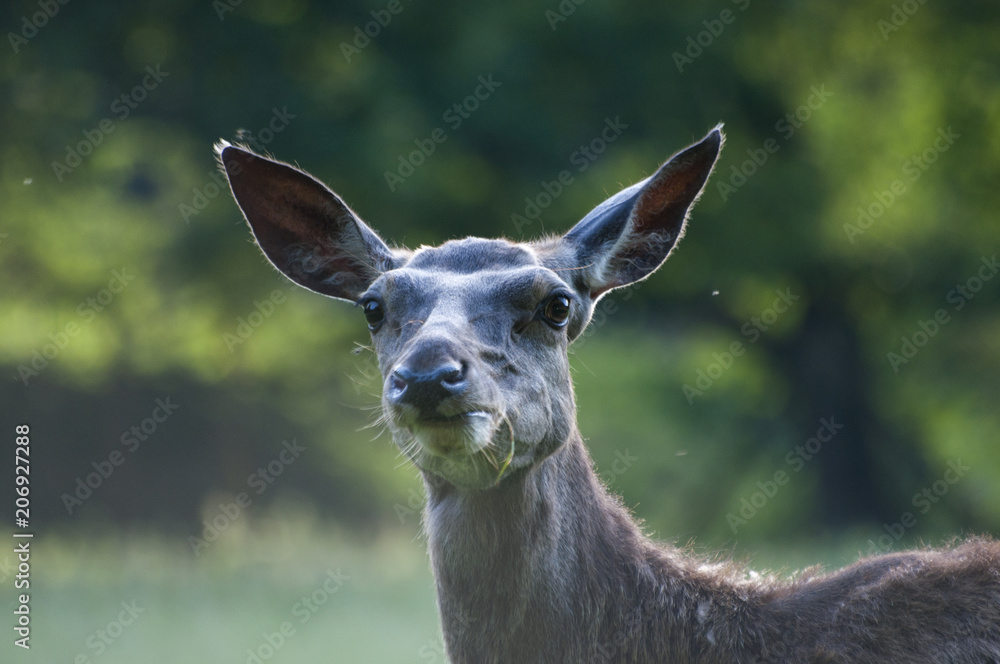 Fototapeta premium Reh beim fressen