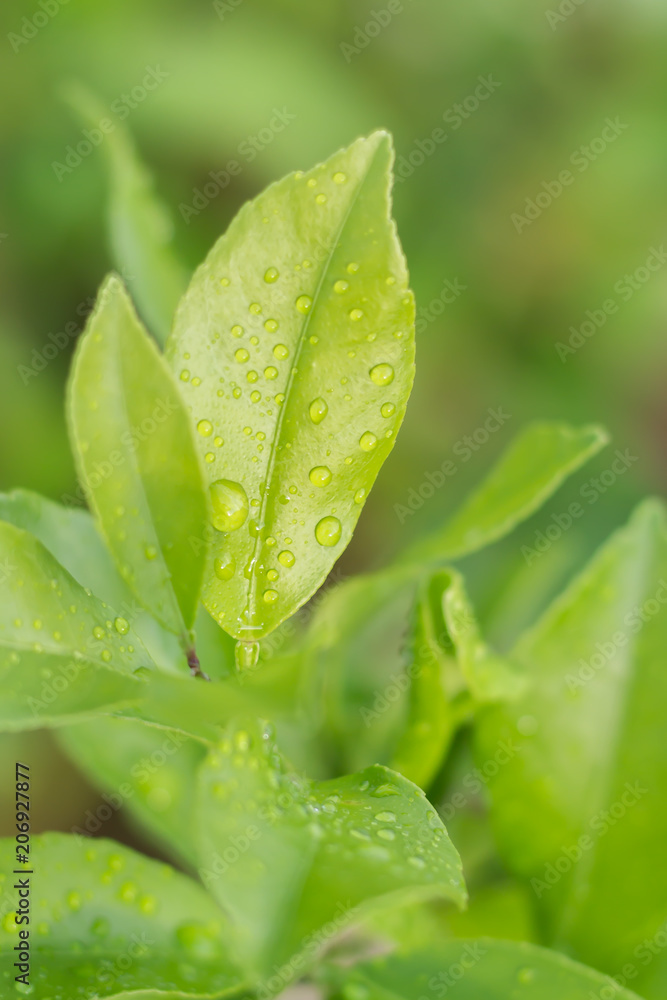 Green Leaf After the rain Green Leaf After the rain