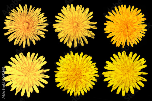 set of six dandelions isolated on black background