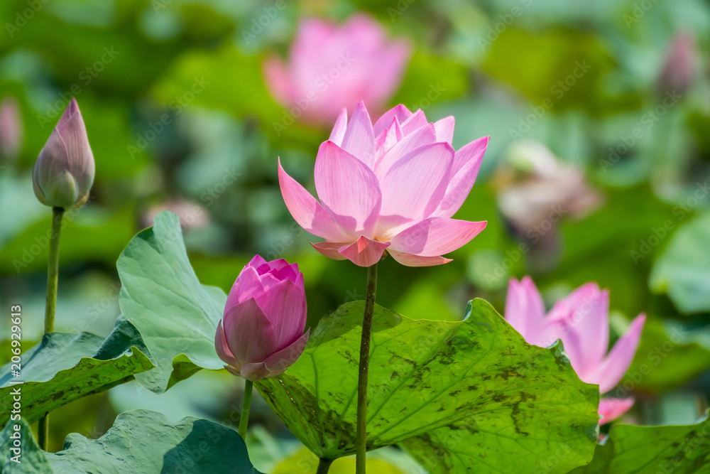 Pink lotus flower in pond