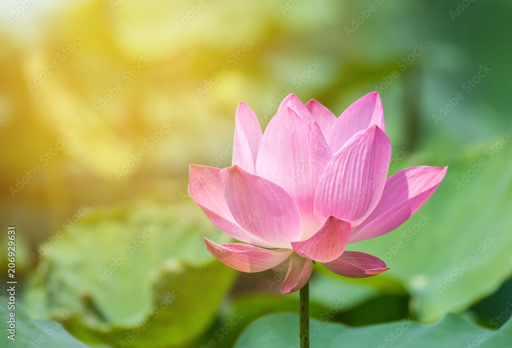 Pink lotus flower in pond