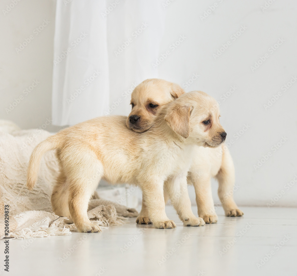 Two Labrador puppies stand and hug Two Labrador puppies stand and hug
