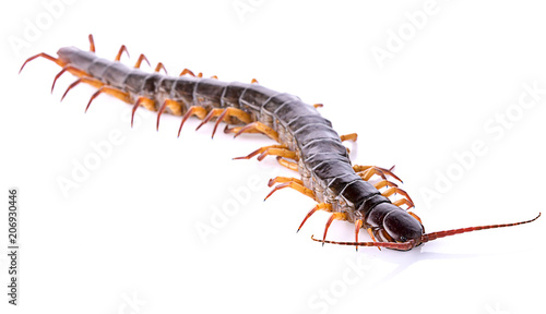 centipede isolated on white background