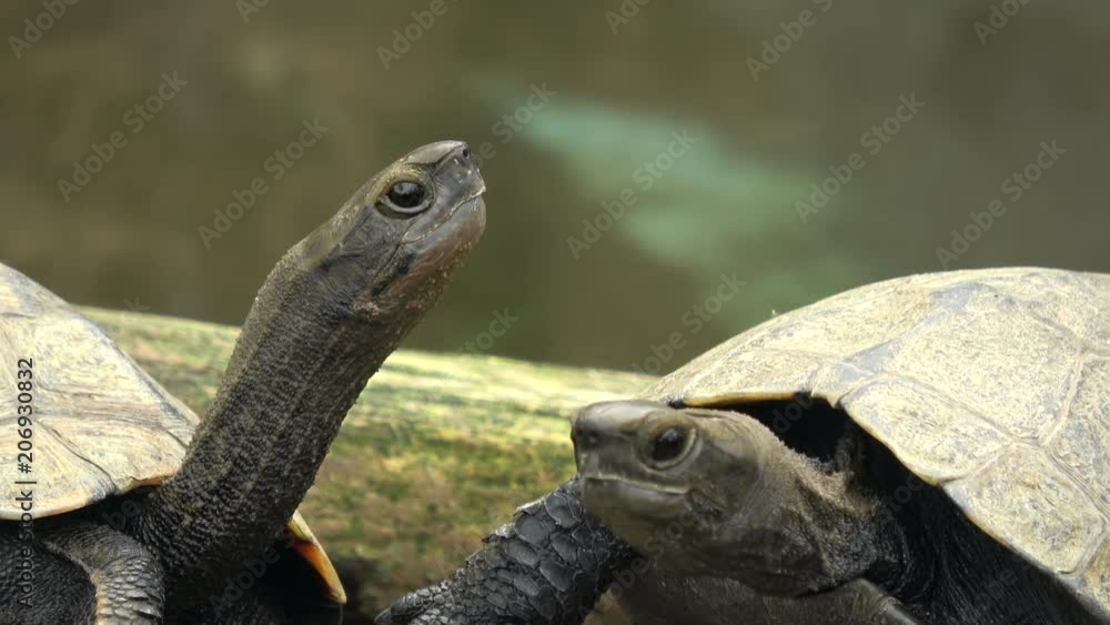 Two young little Chinese pond turtle looking up the sky, 4K, raw Two young little Chinese pond turtle looking up the sky, 4K, raw