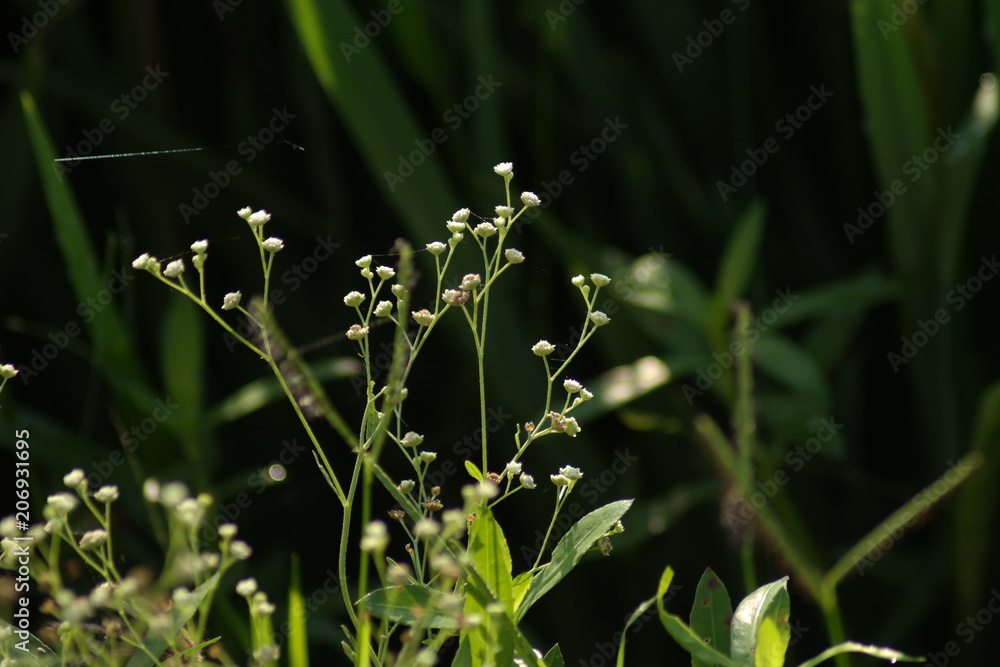 Plants in Sunrise Plants in Sunrise