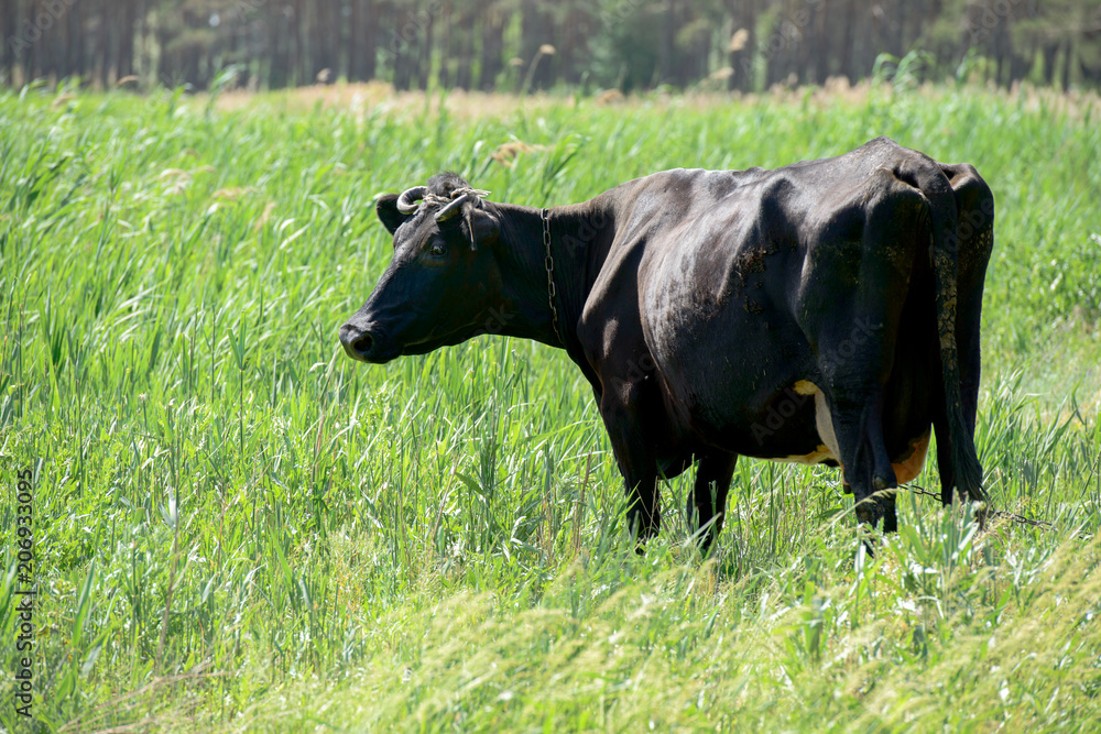 Black cow is on bright green plants background. Black cow is on bright green plants background.
