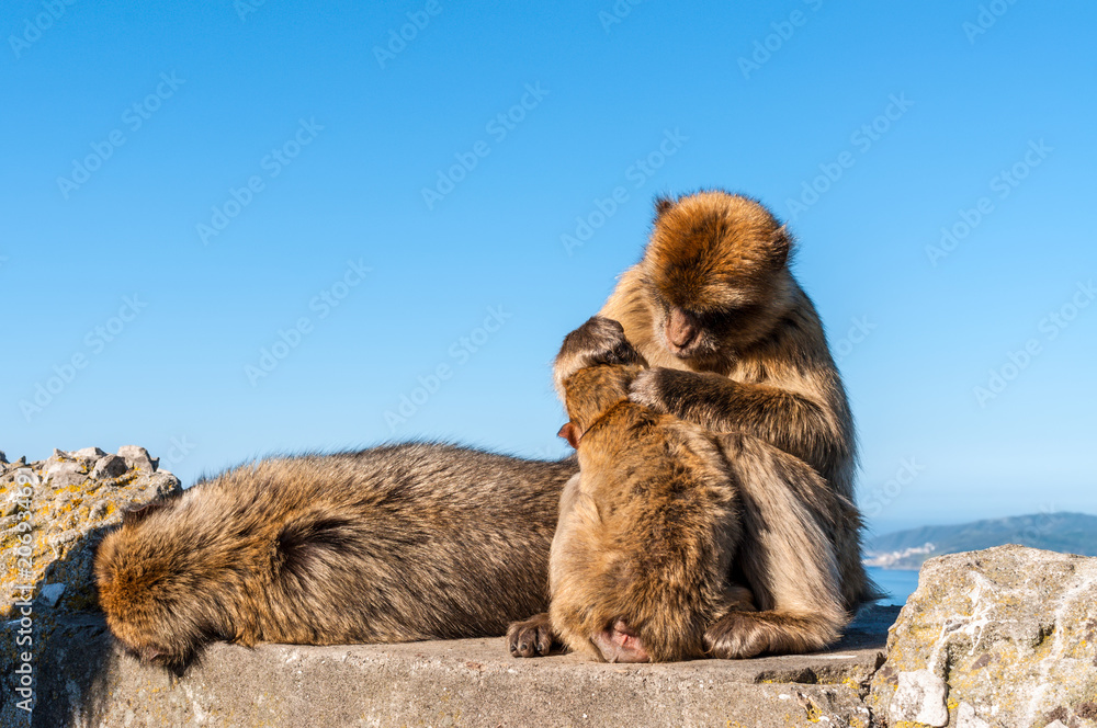 Obraz premium The Barbary Macaque monkeys of Gibraltar. The only wild monkey population on the European Continent. At present there are 300+ individuals occupying the Gibraltar nature reserve.
