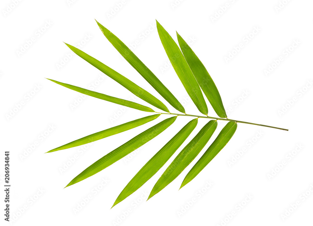 Bamboo leaves isolated on white - obrazy, fototapety, plakaty 
