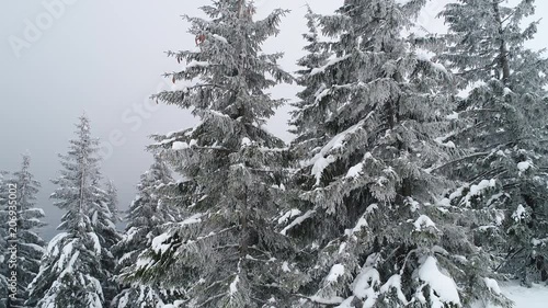 Beautiful cloudy winter fir-trees photo