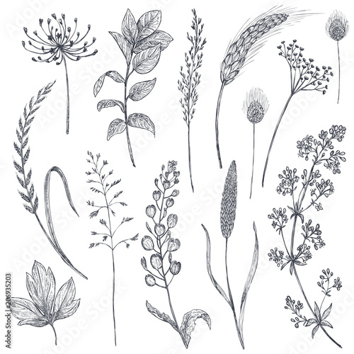 Obraz na płótnie Set of herbs and flowers, hand drawn vector illustration.