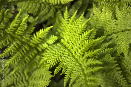 Fern background, green vegetative texture, tropical leaves in sunlight