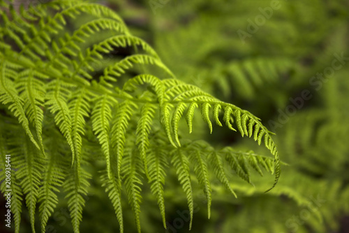 Fern background, green vegetative texture, blured tropical leaves in sunlight