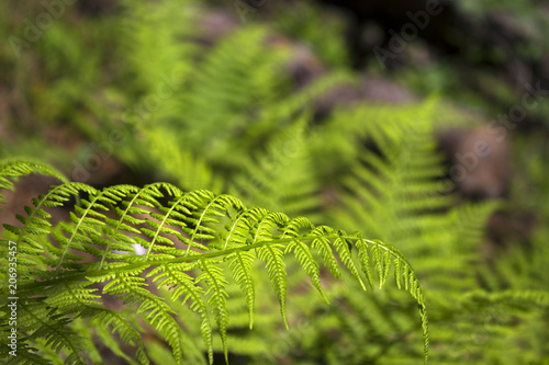 Fern background, green vegetative texture, tropical leaves in sunlight