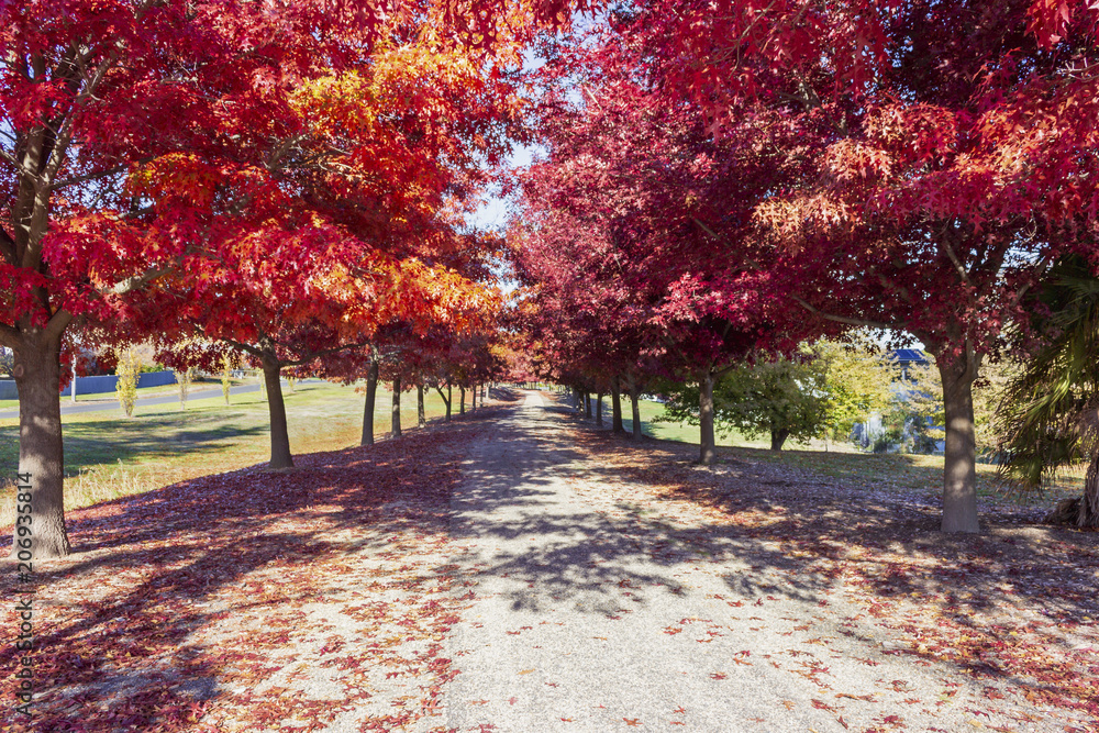 Naklejka premium Rail Trail - Beechworth