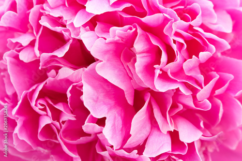 Beautiful flowering peony. Close up. Macro. Conceptual design for greeting card