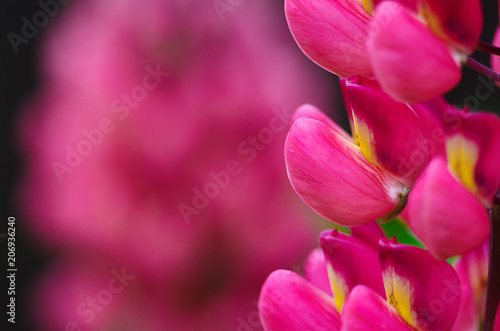 Fragrant flowers of lupine in the fresh