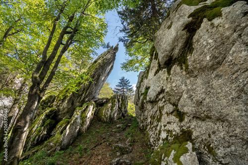 Tilted eroded limestone rock along the hiking path in Bijele stijene strict nature reserve, Croatia