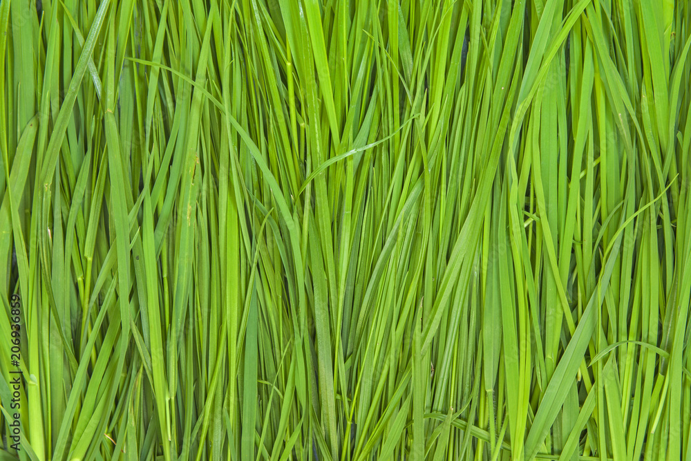 Grass Pattern Abstract Background green Grass Pattern Abstract Background green
