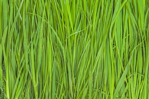 Grass Pattern Abstract Background green