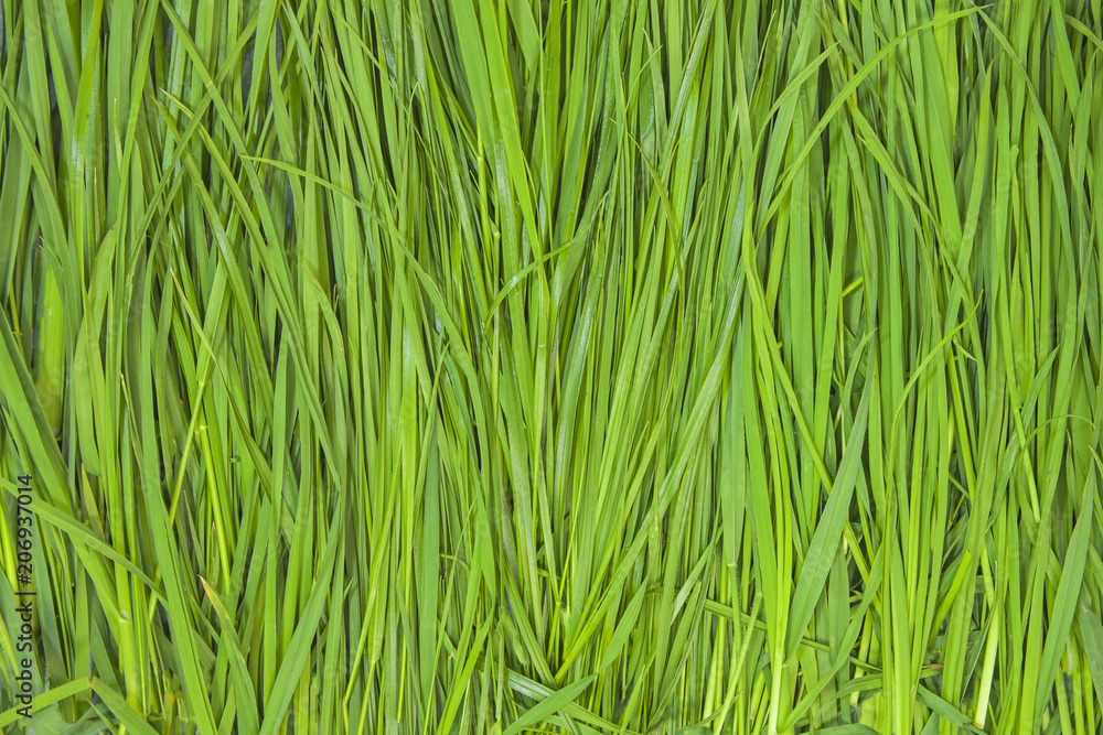 Grass Pattern Abstract Background green Grass Pattern Abstract Background green