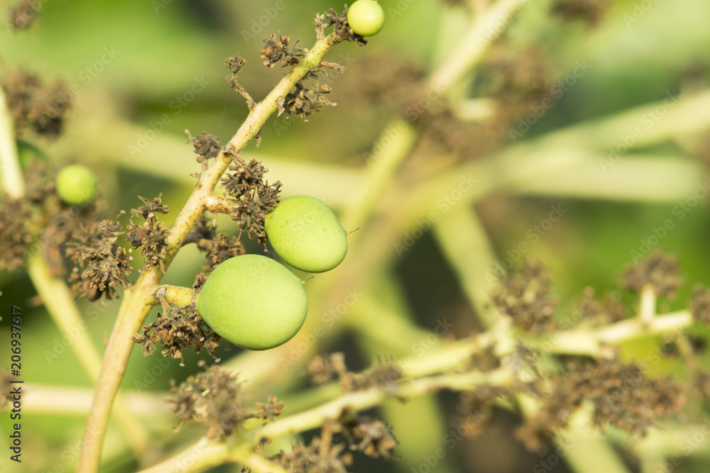 Obraz premium young mango with flower on tree.