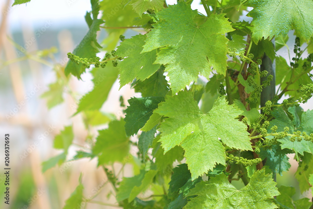 Fototapeta premium marco de hojas de parra