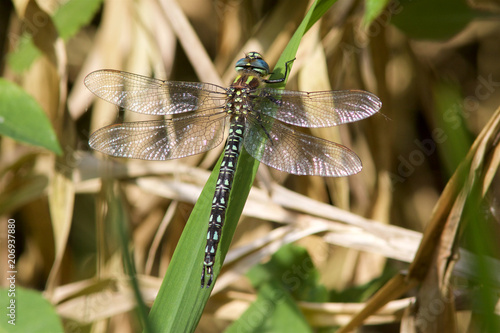 A Hairy Dragonfly, Brachytron pratense, resting in the sunshine on a leaf.