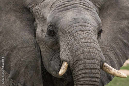 Portrait of a beautiful young male elephant.