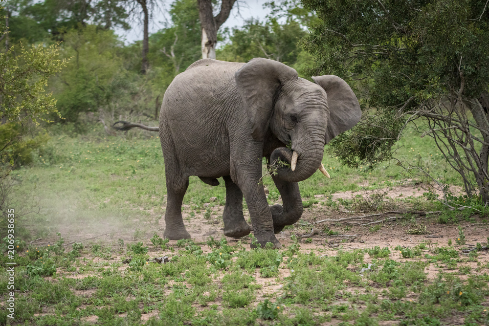 Teenage male elephant mock charging the safari vehicle.