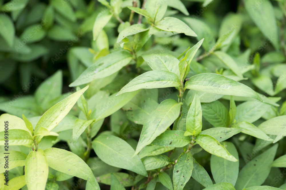 Vietnamese Coriander Vietnamese Coriander