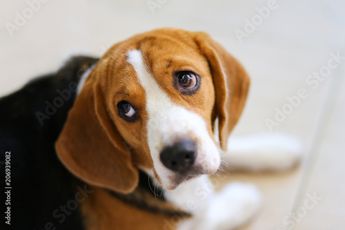 puppy beagle dog isolated against grey background