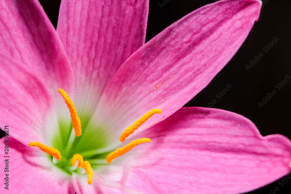 Close up pink rain lily blooming