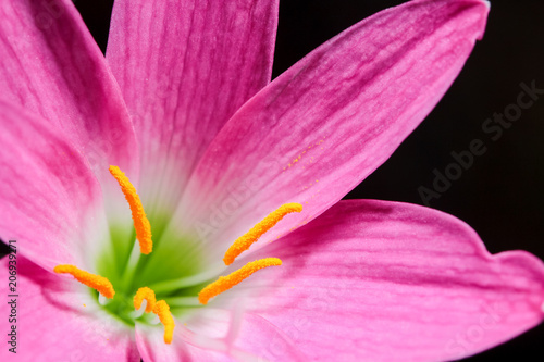 Close up pink rain lily blooming
