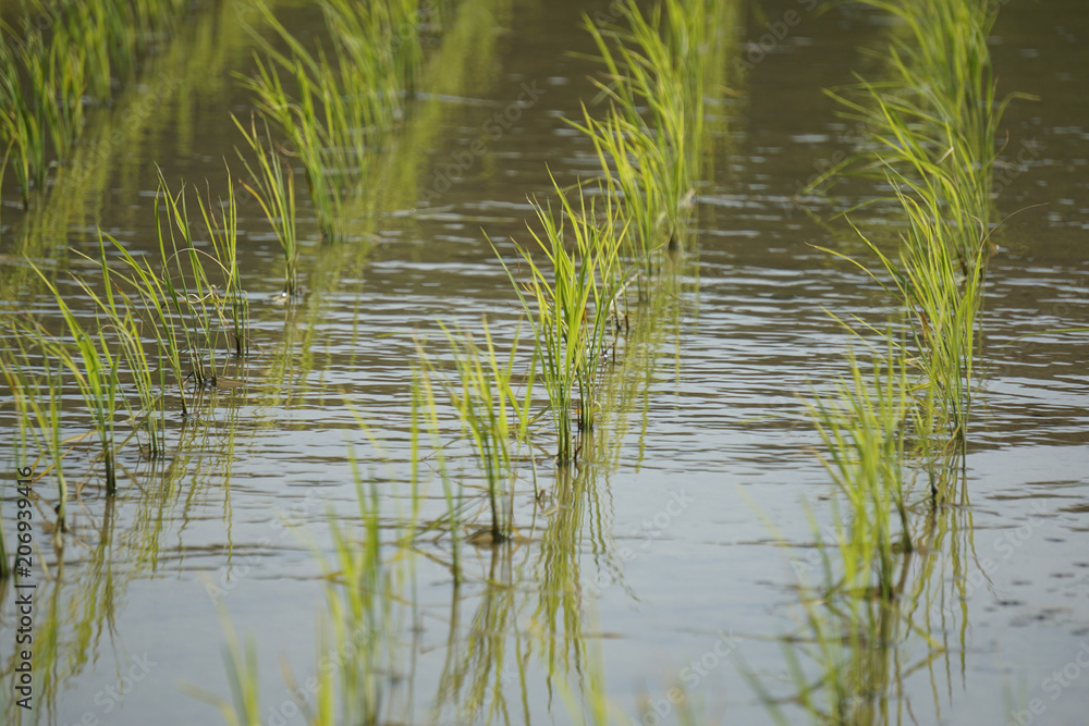 Spring rice field. 春の田んぼ After rice planting 田植えの後 Spring rice field. 春の田んぼ After rice planting 田植えの後