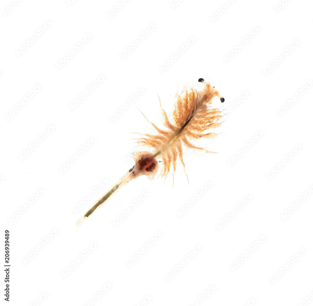 artemia plankton isolated on white background artemia plankton isolated on white background