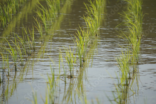 Spring rice field.                    After rice planting                  