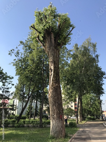 Beautiful tree in bright Sunny weather