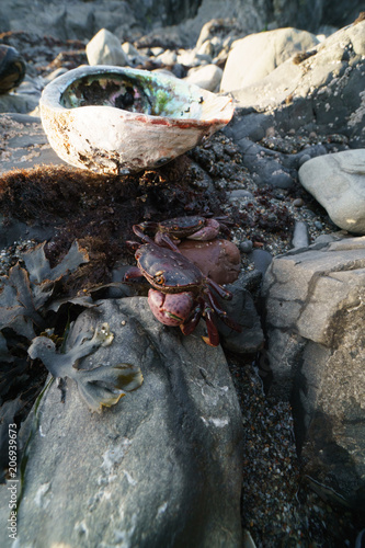 Rock crabs crawling over rocks