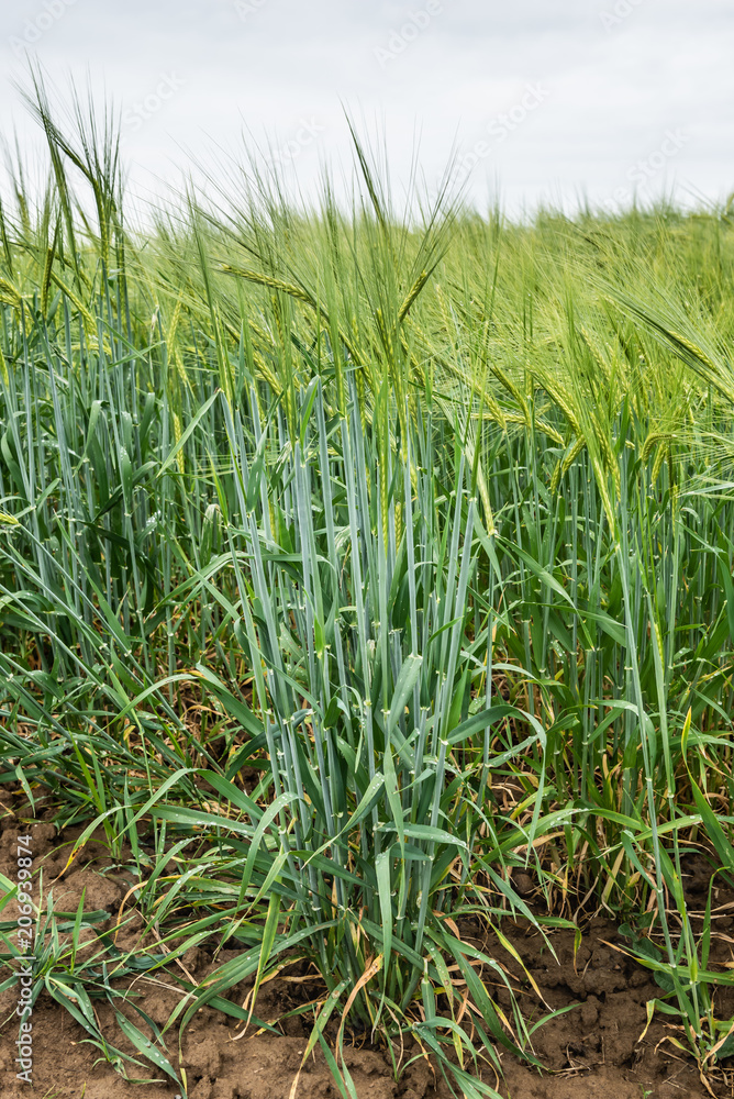Fototapeta premium Grüne Kornähren im Mai