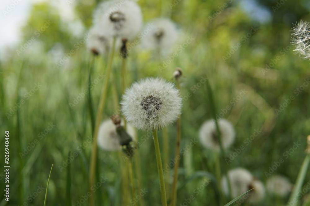 Pusteblume Pusteblume 