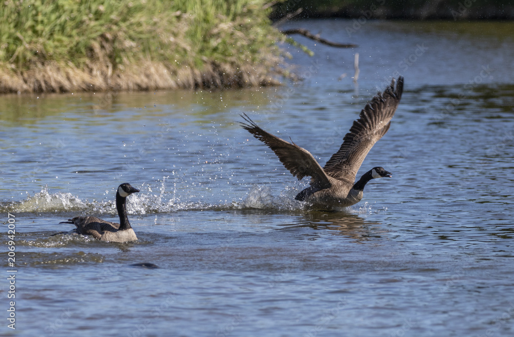 Beautiful Canadian Goose taking off in water