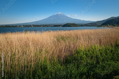 Beautiful view Mt.Fuji with snow, blue sky and fresh grass in summer at Kawaguchiko lake, Japan.